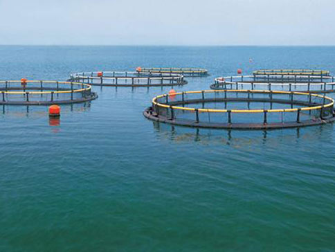 羅茨風(fēng)機(jī)增氧機(jī)在水產(chǎn)養(yǎng)殖中的運(yùn)用 羅茨風(fēng)機(jī)增氧機(jī)在水產(chǎn)養(yǎng)殖中的運(yùn)用